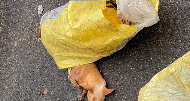 La carcassa di un cucciolo abbandonata in un sacco. Il sindaco di Ardara: \"Gesto inqualificabile\"