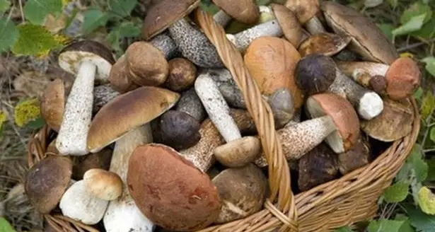 Va in cerca di funghi con il figlio: 53enne colpito al volto da una fucilata