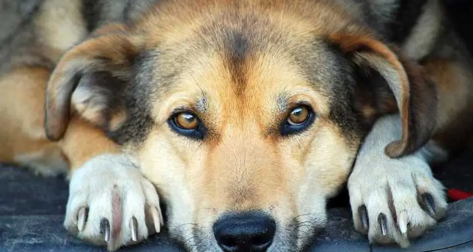 Anziana sviene a causa di un malore, il suo cane la veglia per tre giorni