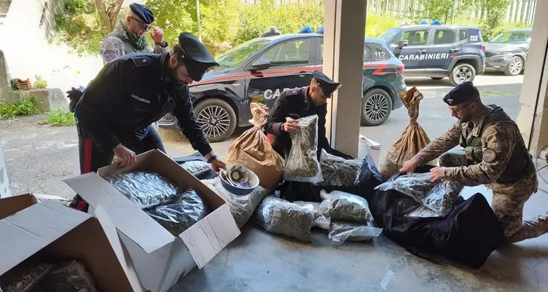 Decine di chili di marijuana: i carabinieri di Siniscola arrestano due persone