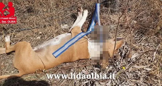 Shock a Olbia Mare, due cani impiccati in campagna. Cosetta Prontu: “Siete solo esseri ignobili”