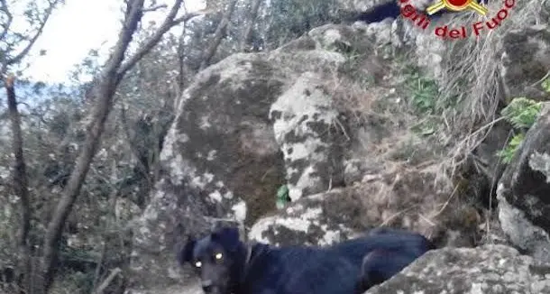 I Vigili del fuoco salvano un cane: era rimasto intrappolato in un cunicolo