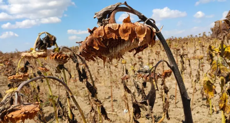 Siccità, Csa chiede lo stato di calamità naturale per il centro Sardegna