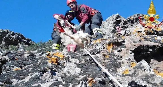 Capre bloccate su una cengia: intervengono i vigili del fuoco. Le foto