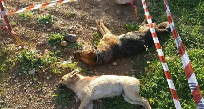 Cani uccisi ad Alghero: una taglia da 10.000 euro per risalire ai responsabili