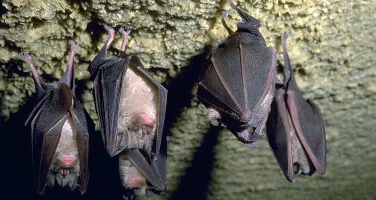 Il Circolo Veterinario Sardo organizza due eventi dedicati ai pipistrelli