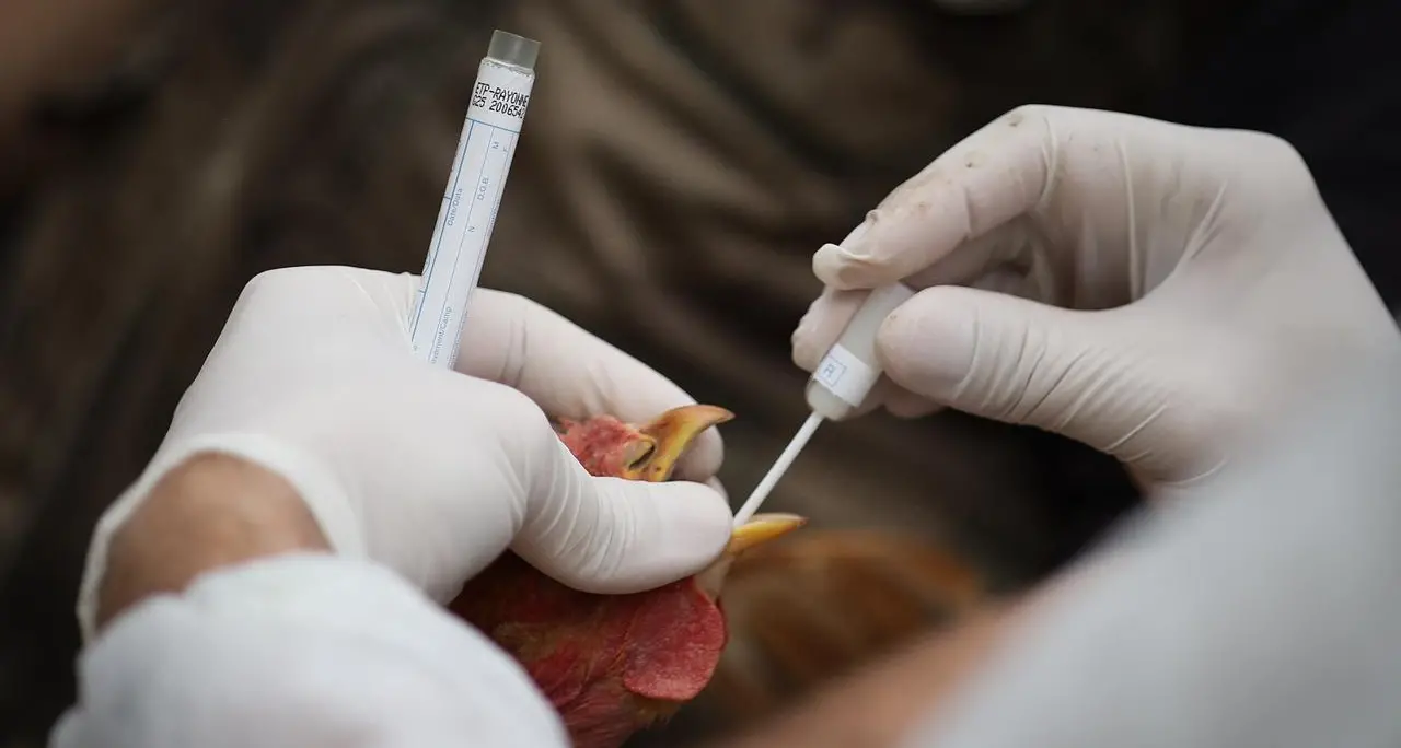 Virologi: \"Fortemente possibile che aviaria sarà la prossima pandemia\"