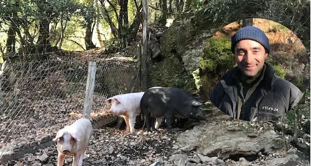 Antonio Carboni allevatore in regola contro la peste suina