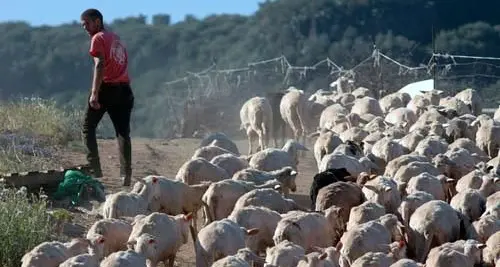 Latte ovino: Coldiretti Sardegna, a rischio sopravvivenza pastori