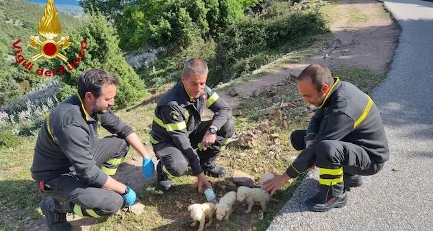 Villagrande Strisaili. Cuccioli abbandonati sotto un ponte, salvati dai Vigili del fuoco