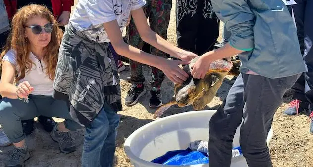 Alghero. Tartaruga caretta caretta torna in mare dopo le cure