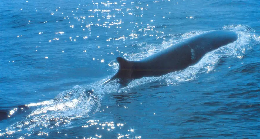 Rara balenottera minore avvistata nel Mar di Sardegna