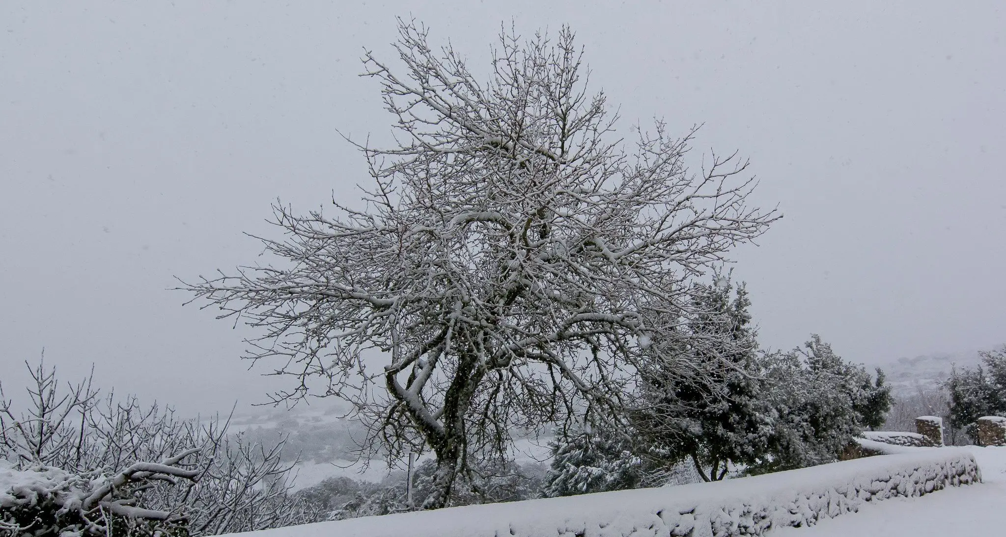 Scuole chiuse in diversi paesi della Gallura a causa delle abbondanti nevicate di ieri