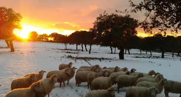 Emergenza neve in Sardegna. L'allarme degli allevatori: “Aziende e ovili isolati”