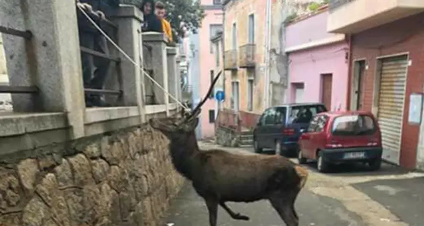 Cervo ferito in fuga per le vie del paese: interviene la forestale