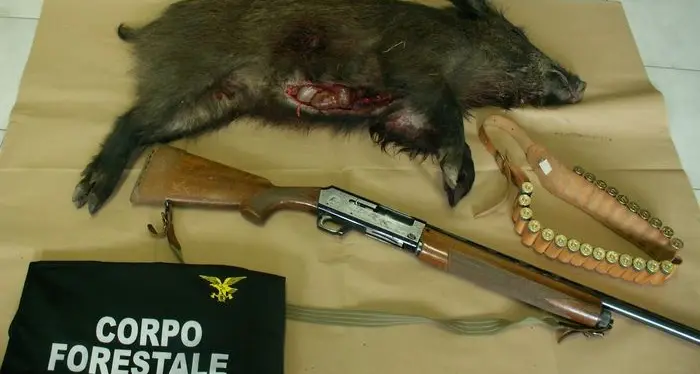 Uccide un cinghiale in un'oasi protetta: denunciato 40enne