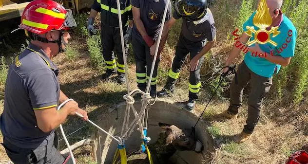 Orgosolo. Vigili del fuoco salvano asinello precipitato in un pozzo