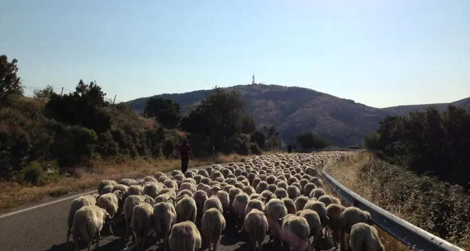 \"Sa paradura\" per i pastori dell'Umbria che hanno perso casa, ovile e pecore a causa del terremoto