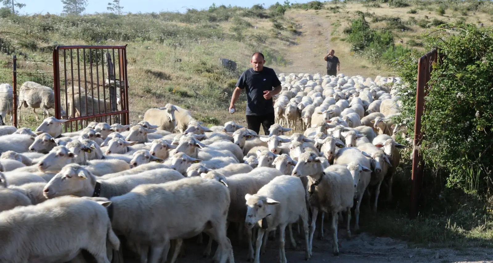 I pastori sardi a Norcia il 9 aprile per portare musica e solidarietà