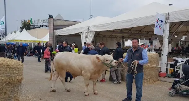 I bovini da carne made in Sardinia ai vertici nazionali