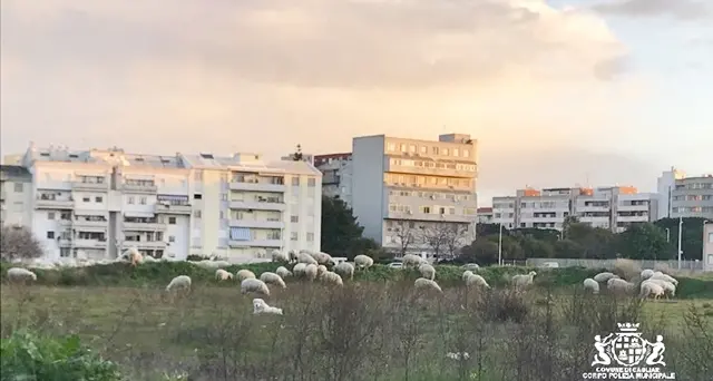 Gregge di pecore incustodito in mezzo alla strada, la Polizia Municipale interviene e sanziona il proprietario