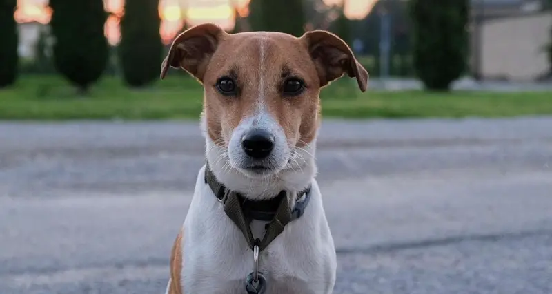 Il cagnolino Milo, aggredito e ucciso da un cane libero