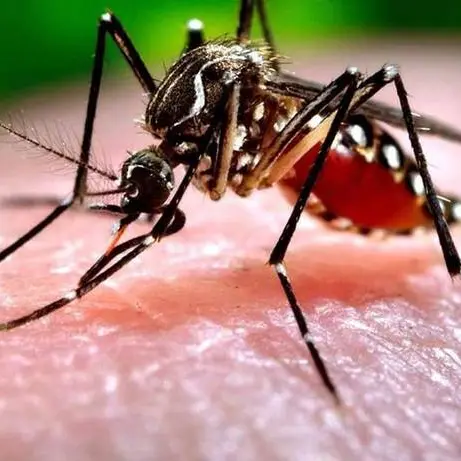 Allarme virus West Nile, salgono a nove le vittime in Italia