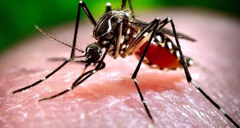 Allarme virus West Nile, salgono a nove le vittime in Italia