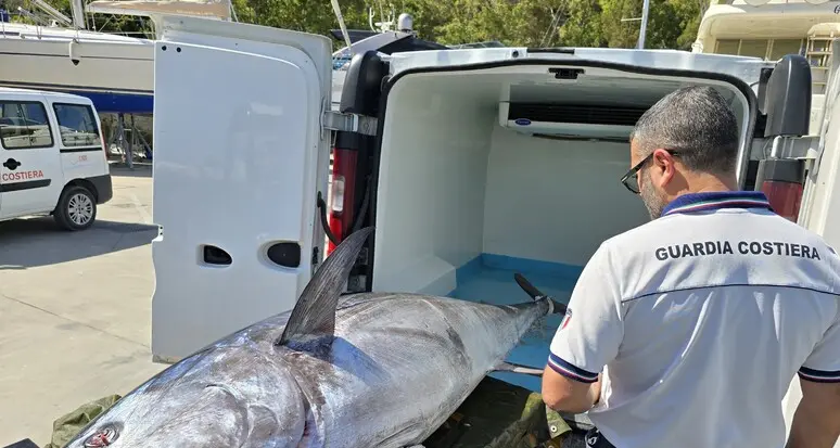 Pesca da record a Bosa: tonno di oltre 230 chili