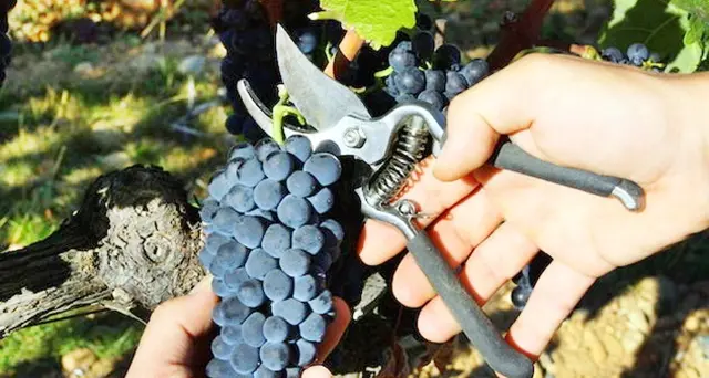 Coldiretti, al via una vendemmia che promette qualità e una ripresa nella quantità