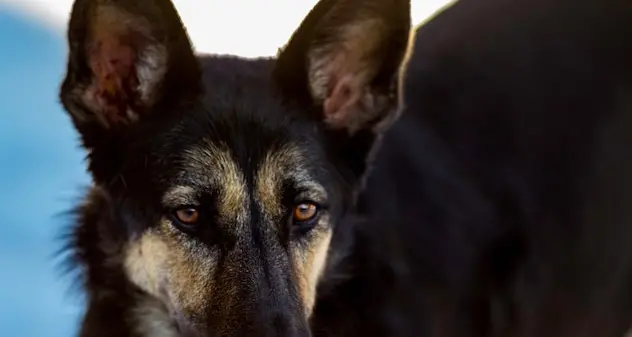 Covid 'scovato' dal fiuto dei cani? È l'obiettivo di diversi promettenti studi in corso