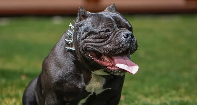 Attaccata dai suoi cani in casa, 50enne muore sbranata