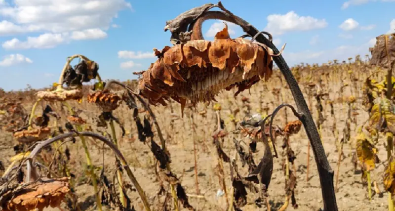 Siccità: emergenza in Gallura, agricoltori in ginocchio