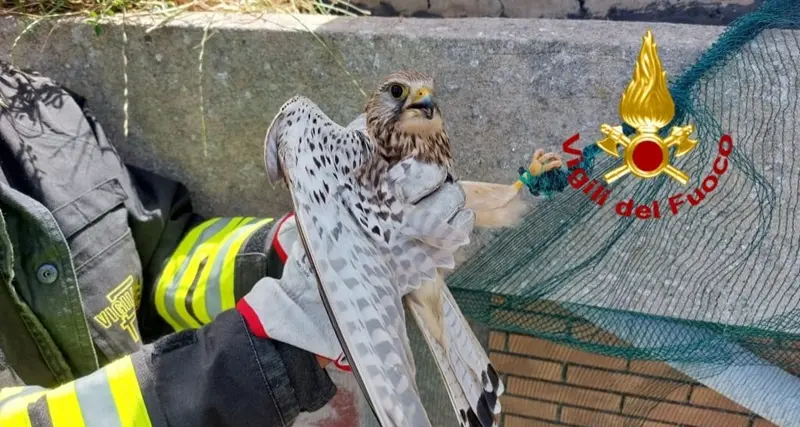 Bauladu. Gheppio incastrato: salvato dai Vigili del fuoco