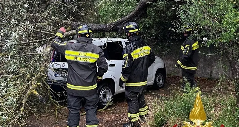 Albero cade su un'auto: intervento dei Vigili del fuoco nel Sassarese