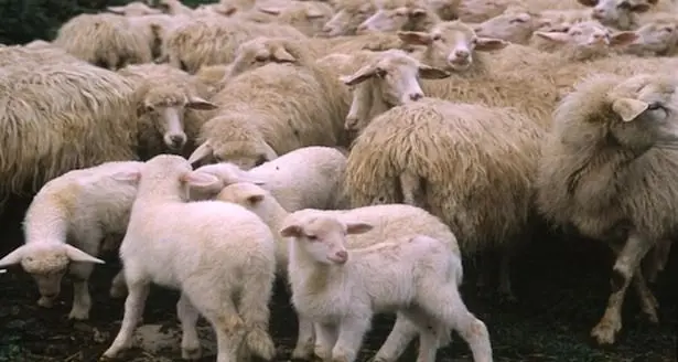 \"A Pasqua mangia l'agnello sardo igp e posta la foto del tuo piatto\"