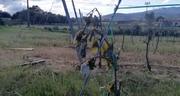 Gallura: la gelata notturna ha danneggiato migliaia di ettari di vigneto