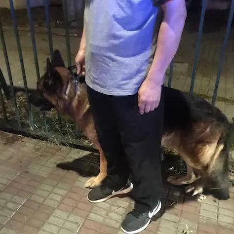 Cagliari. Donna aggredita da un pastore tedesco nei pressi di piazza Repubblica