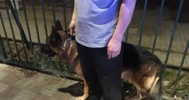 Cagliari. Donna aggredita da un pastore tedesco nei pressi di piazza Repubblica