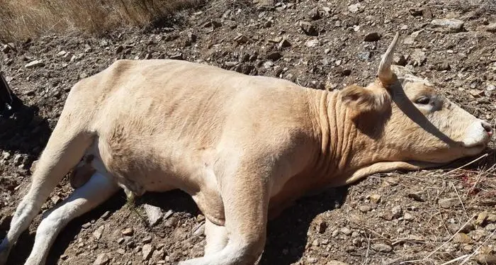 Fugge da allevamento minacciando auto e persone: toro abbattuto a Olbia