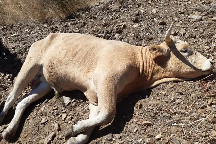 Toro ucciso a Olbia