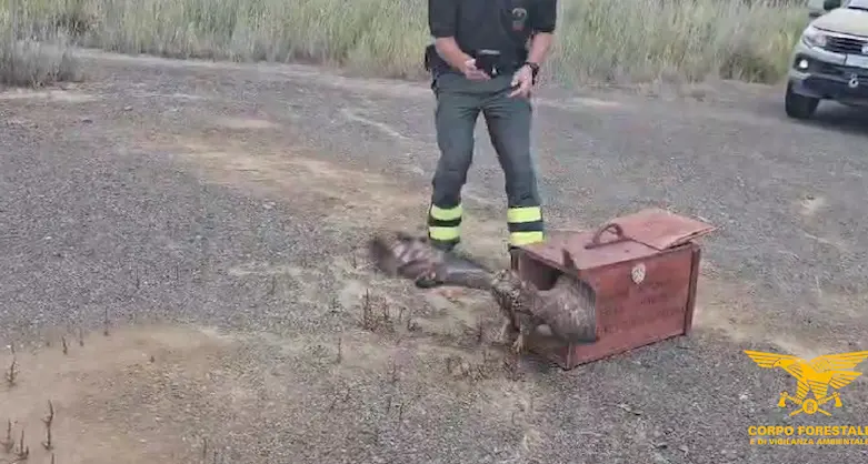 Riprende il volo il falco pecchiaiolo soccorso a Molentargius