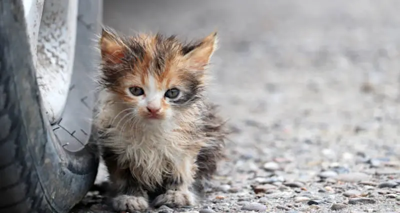 Violenze choc sugli animali in Sardegna: l’allarme della Lav