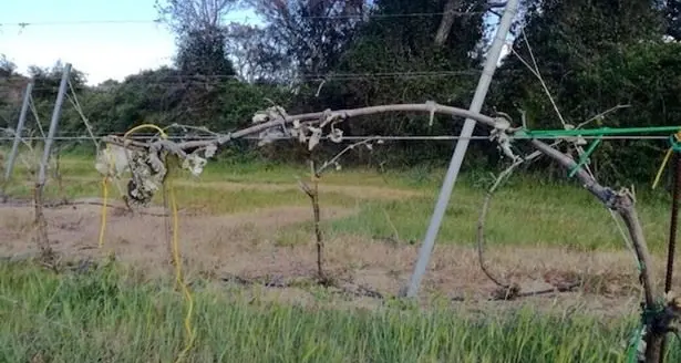 Vigneti danneggiati dal gelo: il Comune di Uri chiede la dichiarazione dello stato di calamità naturale