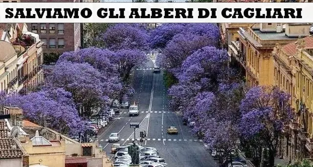 “Salviamo gli alberi di Cagliari”. La petizione on line per la tutela delle jacarande