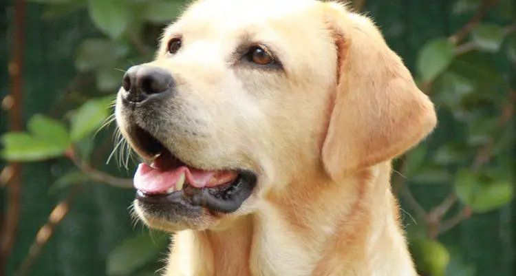 \"Non c'è stato alcun morso, il cane ha urtato involontariamente il bambino con il muso”. La precisazione della ASSL in riferimento a quanto avvenuto al porto di Tortolì