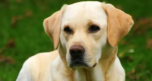 Bimbo di circa due anni azzannato da un cane al porto di Arbatax