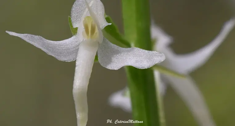 A Borore un recinto per salvare rare orchidee spontanee