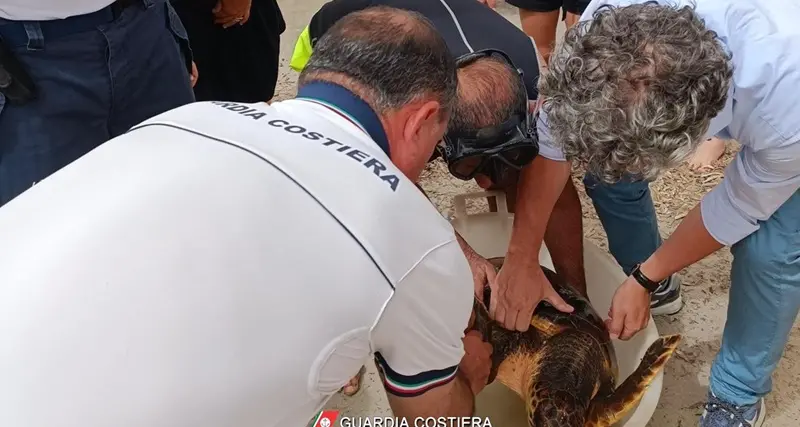 Alghero, Guardia costiera recupera tartaruga caretta caretta