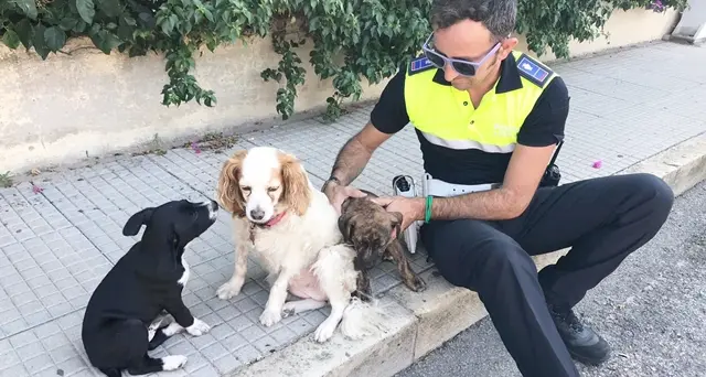 Due cuccioli di pitbull abbandonati al parco di San Michele: recuperati dalla Polizia Municipale